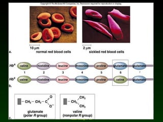 Mader: Biology 8 th  Ed. 