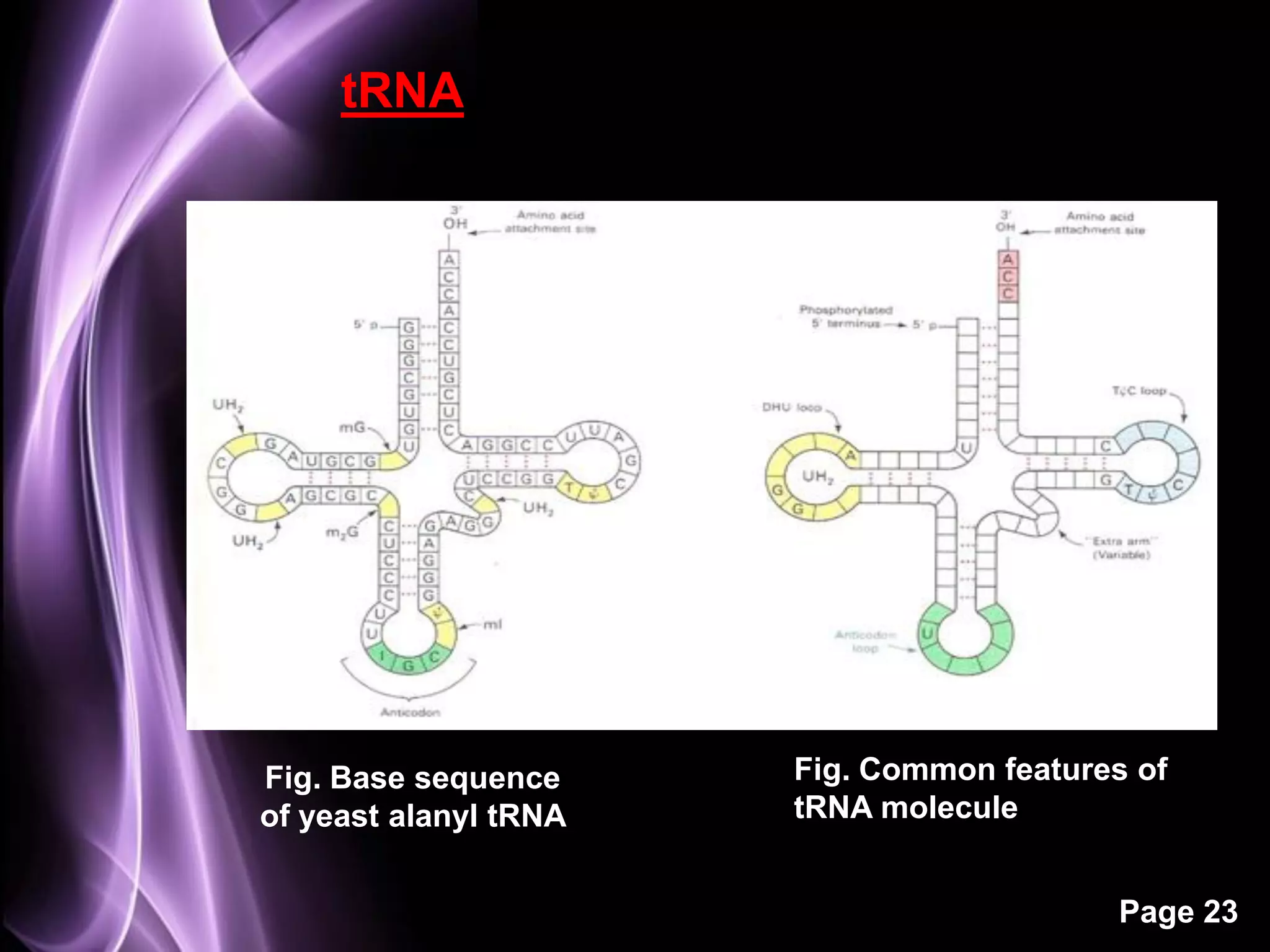 tRNA




Fig. Base sequence     Fig. Common features of
of yeast alanyl tRNA   tRNA molecule


                                           Page 23
 