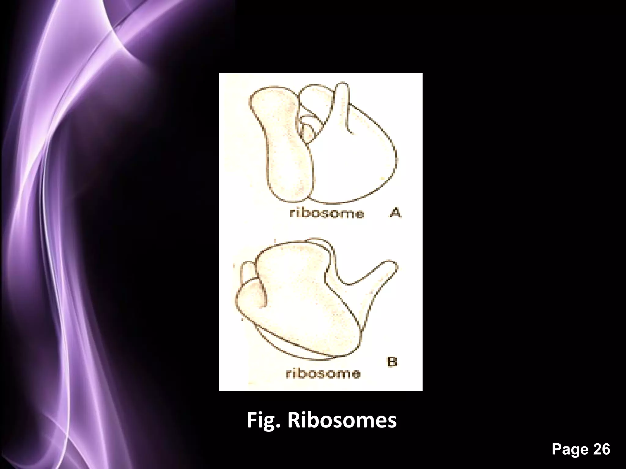 Fig. Ribosomes
                 Page 26
 