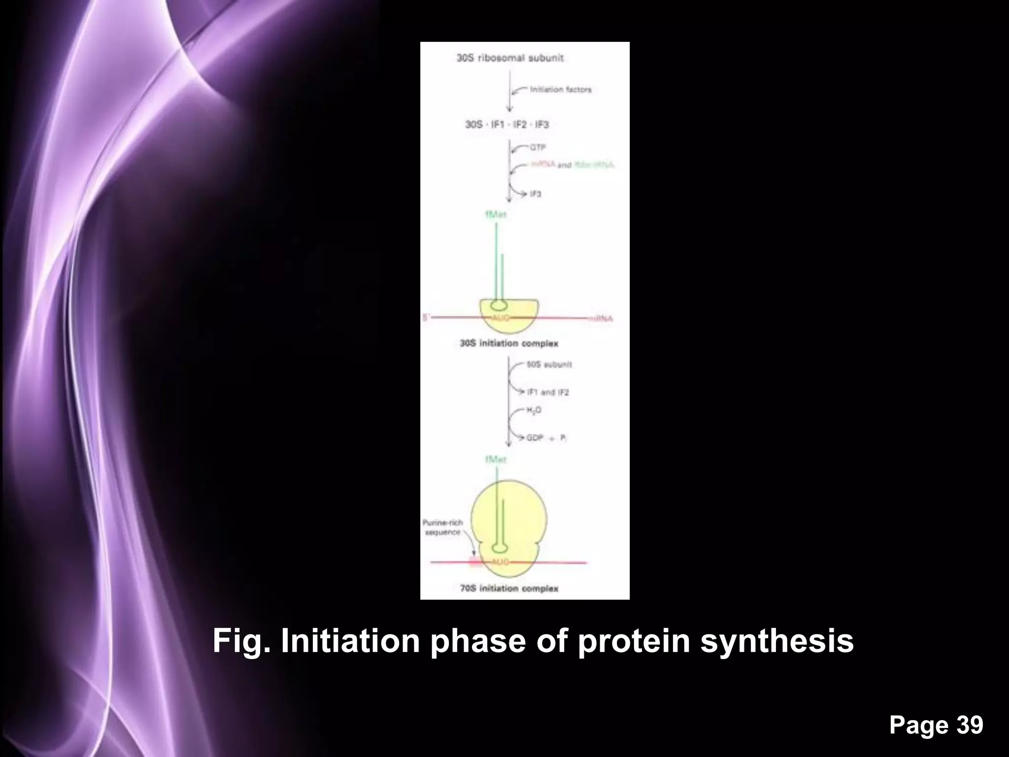 Fig. Initiation phase of protein synthesis

                                             Page 39
 