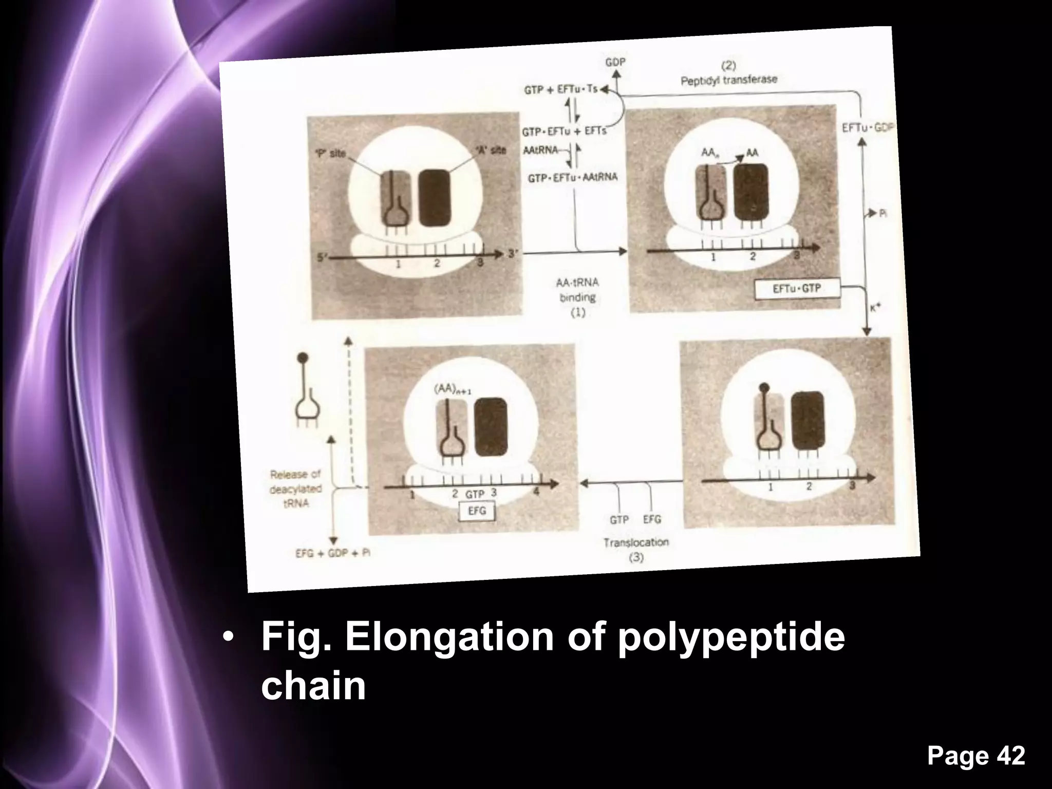 • Fig. Elongation of polypeptide
  chain
                                   Page 42
 