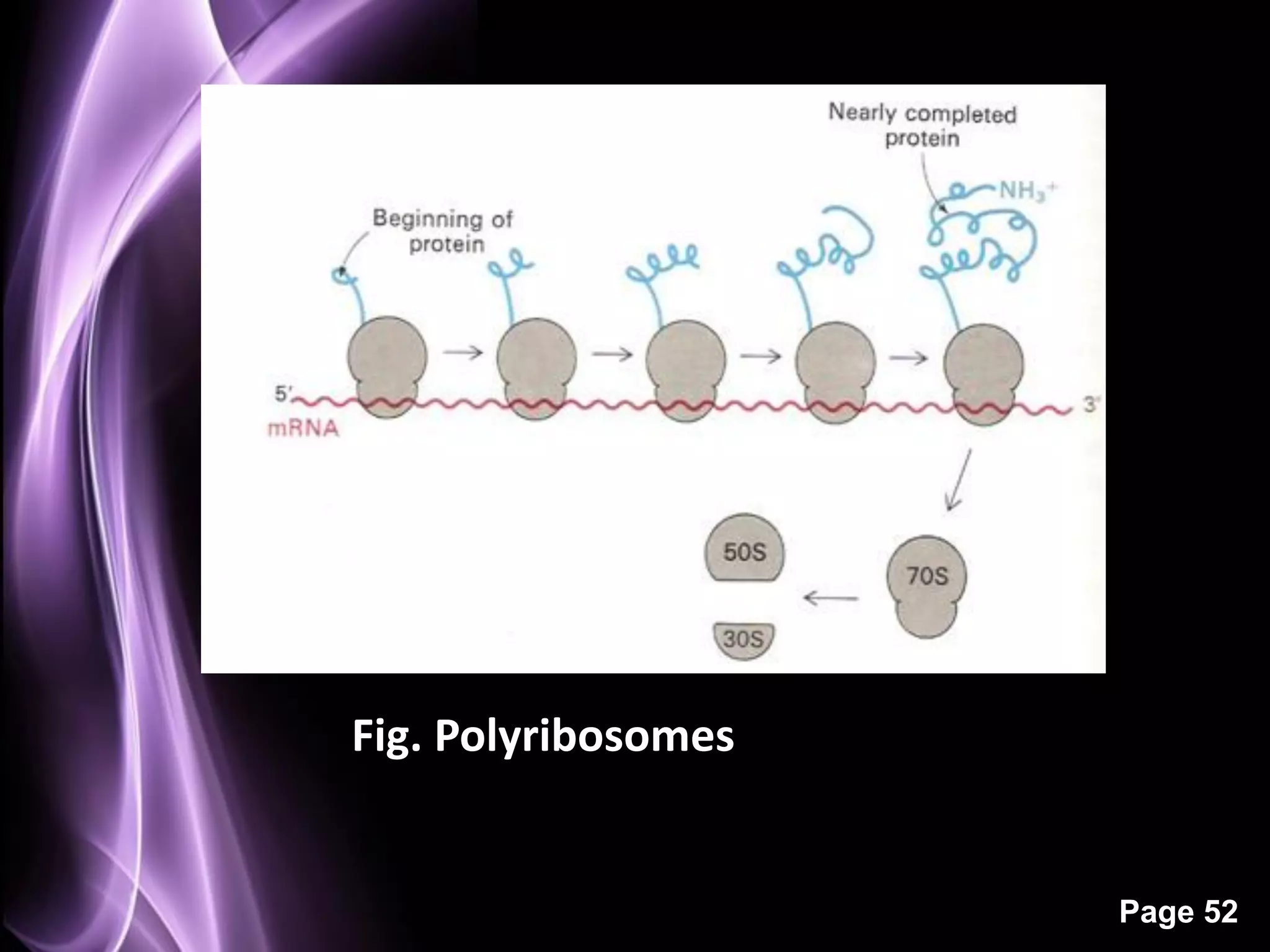 Fig. Polyribosomes


                     Page 52
 