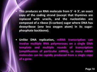 • This produces an RNA molecule from 5' → 3', an exact
  copy of the coding strand (except that thymines are
  replaced with uracils, and the nucleotides are
  composed of a ribose (5-carbon) sugar where DNA has
  deoxyribose (one less oxygen atom) in its sugar-
  phosphate backbone).

• Unlike DNA replication, mRNA transcription can
  involve multiple RNA polymerases on a single DNA
  template and multiple rounds of transcription
  (amplification of particular mRNA), so many mRNA
  molecules can be rapidly produced from a single copy
  of a gene.


                                                Page 14
 