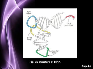 Fig. 3D structure of tRNA
                            Page 24
 