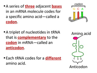 • A series of three adjacent bases
  in an mRNA molecule codes for
  a specific amino acid—called a
  codon.

• A triplet of nucleotides in tRNA    Amino acid
  that is complementary to the
  codon in mRNA—called an
  anticodon.

• Each tRNA codes for a different
  amino acid.
                                     Anticodon
 