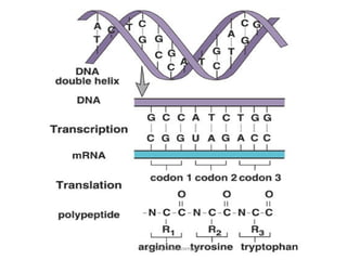 copyright cmassengale   12
 