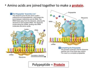 • Amino acids are joined together to make a protein.




                 Polypeptide = Protein
 