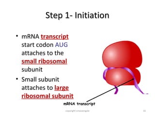 Step 1- Initiation

• mRNA transcript
  start codon AUG
  attaches to the
  small ribosomal
  subunit
• Small subunit
  attaches to large
  ribosomal subunit
               mRNA transcript
                copyright cmassengale   16
 