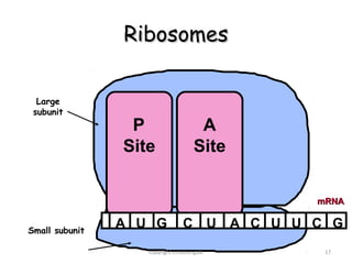 Ribosomes

  Large
 subunit
                 P                   A
                Site                Site

                                            mRNA


Small subunit
                A U G           C U A C U U C G
                   copyright cmassengale     17
 