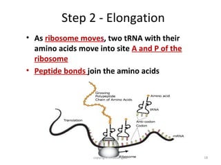 Step 2 - Elongation
• As ribosome moves, two tRNA with their
  amino acids move into site A and P of the
  ribosome
• Peptide bonds join the amino acids




                  copyright cmassengale       18
 