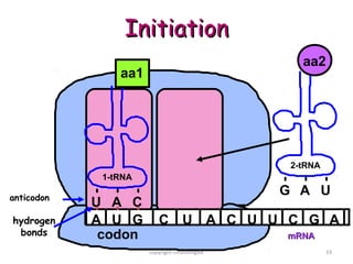 Initiation
                                                 aa2
                aa1




                                               2-tRNA
             1-tRNA

anticodon
                                              G A U
            U A C
hydrogen    A U G        C U A C U U C G A
 bonds       codon                            mRNA
                      copyright cmassengale             19
 