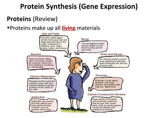 Protein Synthesis (Gene Expression)
Proteins (Review)
•Proteins make up all living materials
 