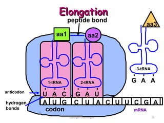 Elongation
                      peptide bond
                                                   aa3
                aa1                  aa2




                                               3-tRNA


             1-tRNA            2-tRNA         G A A
anticodon
            U A C        G A U
hydrogen    A U G        C U A C U U C G A
bonds        codon                            mRNA
                      copyright cmassengale             20
 