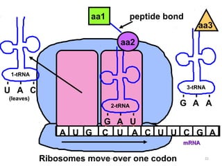 aa1        peptide bond
                                                     aa3
                                 aa2


 1-tRNA

                                                  3-tRNA
U A C
(leaves)
                              2-tRNA             G A A

                           G A U
                A U G      C U A C U U C G A
                                                 mRNA


           Ribosomes movecmassengale one codon
                      copyright over                    21
 