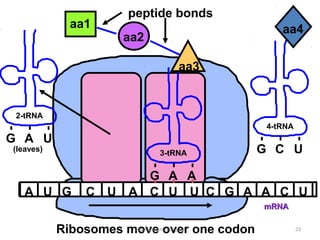 peptide bonds
             aa1                                     aa4
                      aa2

                                 aa3


 2-tRNA
                                                  4-tRNA
G A U
(leaves)                     3-tRNA              G C U

                      G A A
   A U G        C U A C U U C G A A C U
                                                 mRNA


           Ribosomes movecmassengale one codon
                      copyright over                       23
 