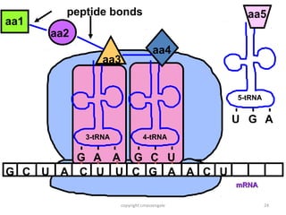 peptide bonds                          aa5
aa1
      aa2
                                    aa4
                aa3


                                             5-tRNA


                                             U G A
            3-tRNA             4-tRNA


        G A A G C U
G C U A C U U C G A A C U
                                             mRNA

                     copyright cmassengale            24
 