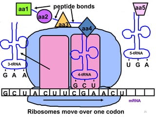 aa1           peptide bonds                  aa5
             aa2
                     aa3
                             aa4


                                                5-tRNA

 3-tRNA                                         U G A
G A A                       4-tRNA


              G C U
G C U A C U U C G A A C U
                                                mRNA


          Ribosomes movecmassengale one codon
                     copyright over                      25
 