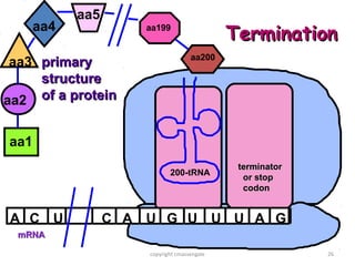 aa5
      aa4             aa199
                                              Termination
                                     aa200
 aa3 primary
     structure
aa2 of a protein


aa1
                                               terminator
                             200-tRNA
                                                or stop
                                                codon


A C U             C A U G U U U A G
 mRNA

                      copyright cmassengale                 26
 