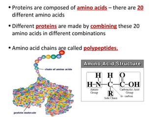 • Proteins are composed of amino acids – there are 20
  different amino acids
• Different proteins are made by combining these 20
  amino acids in different combinations

• Amino acid chains are called polypeptides.
 