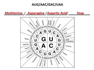AUG/AAC/GAC/UAA

Methionine Asparagine Aspartic Acid      Stop
___________/___________/___________/____________
 