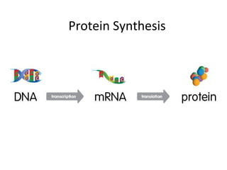 Protein Synthesis
 
