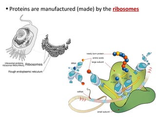 • Proteins are manufactured (made) by the ribosomes
 