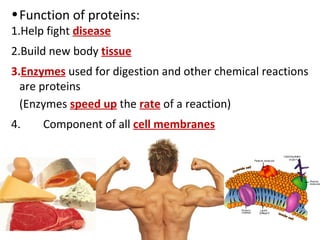 • Function of proteins:
1.Help fight disease
2.Build new body tissue
3.Enzymes used for digestion and other chemical reactions
  are proteins
  (Enzymes speed up the rate of a reaction)
4.    Component of all cell membranes
 