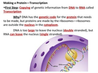 Making a Protein—Transcription
•First Step: Copying of genetic information from DNA to RNA called
Transcription
       Why? DNA has the genetic code for the protein that needs
to be made, but proteins are made by the ribosomes—ribosomes
are outside the nucleus in the cytoplasm.
      DNA is too large to leave the nucleus (double stranded), but
RNA can leave the nucleus (single stranded).
 