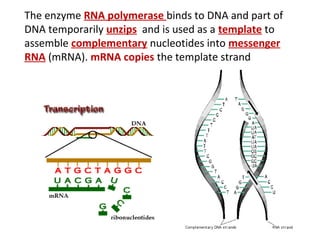 The enzyme RNA polymerase binds to DNA and part of
DNA temporarily unzips and is used as a template to
assemble complementary nucleotides into messenger
RNA (mRNA). mRNA copies the template strand
 