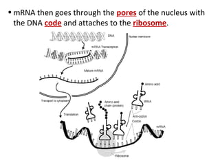 • mRNA then goes through the pores of the nucleus with
  the DNA code and attaches to the ribosome.
 