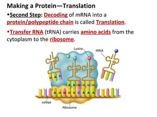 Protein synthesis | PPT