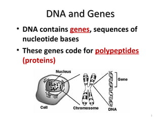 DNA and Genes
• DNA contains genes, sequences of
  nucleotide bases
• These genes code for polypeptides
  (proteins)




                                      1
 