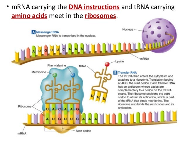 Protein synthesis