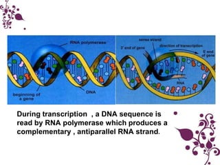 Rna Parallel Syntes Protein synthesis | PPTX