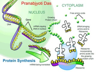 Pranabjyoti Das

Protein Synthesis

 