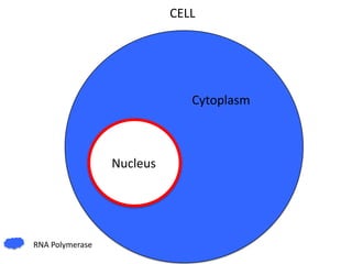 CELL

Cytoplasm

Nucleus

RNA Polymerase

 
