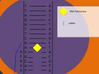 A
C
G
U
A

T
T
Nucleus
A
G
A
T
T
C
G
A
T
G
C
A
T

A
A
T
C
T
A
A
G
C
T
A
C
G
T
A

RNA Polymerase

mRNA

Ribosomes

 