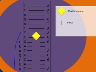 C
U
A
C
G
U
A

T
T
Nucleus
A
G
A
T
T
C
G
A
T
G
C
A
T

A
A
T
C
T
A
A
G
C
T
A
C
G
T
A

RNA Polymerase

mRNA

Ribosomes

 