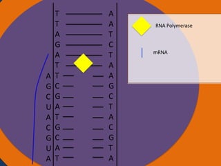 A
G
C
U
A
C
G
U
A

T
T
Nucleus
A
G
A
T
T
C
G
A
T
G
C
A
T

A
A
T
C
T
A
A
G
C
T
A
C
G
T
A

RNA Polymerase

mRNA

Ribosomes

 
