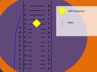 A
A
G
C
U
A
C
G
U
A

T
T
Nucleus
A
G
A
T
T
C
G
A
T
G
C
A
T

A
A
T
C
T
A
A
G
C
T
A
C
G
T
A

RNA Polymerase

mRNA

Ribosomes

 