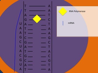 U
A
A
G
C
U
A
C
G
U
A

T
T
Nucleus
A
G
A
T
T
C
G
A
T
G
C
A
T

A
A
T
C
T
A
A
G
C
T
A
C
G
T
A

RNA Polymerase

mRNA

Ribosomes

 