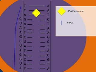 C
U
A
A
G
C
U
A
C
G
U
A

T
T
Nucleus
A
G
A
T
T
C
G
A
T
G
C
A
T

A
A
T
C
T
A
A
G
C
T
A
C
G
T
A

RNA Polymerase

mRNA

Ribosomes

 