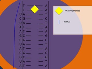 U
C
U
A
A
G
C
U
A
C
G
U
A

T
T
Nucleus
A
G
A
T
T
C
G
A
T
G
C
A
T

A
A
T
C
T
A
A
G
C
T
A
C
G
T
A

RNA Polymerase

mRNA

Ribosomes

 