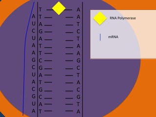 A
U
C
U
A
A
G
C
U
A
C
G
U
A

T
T
Nucleus
A
G
A
T
T
C
G
A
T
G
C
A
T

A
A
T
C
T
A
A
G
C
T
A
C
G
T
A

RNA Polymerase

mRNA

Ribosomes

 