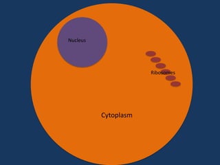 Nucleus

Ribosomes

Cytoplasm

 