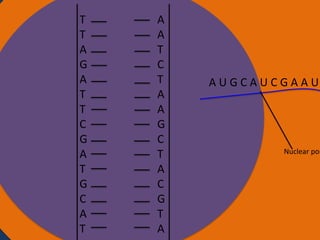 T
T
Nucleus
A
G
A
T
T
C
G
A
T
G
C
A
T

A
A
T
C
T
A
A
G
C
T
A
C
G
T
A

AUGCAUCGAAU
Ribosomes

Nuclear por

 