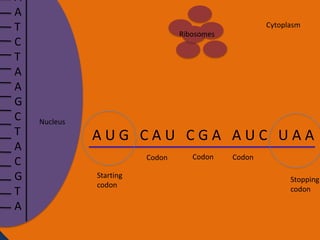 A
A
T
C
T
A
A
G
C
T
A
C
G
T
A

Cytoplasm

Ribosomes

Nucleus

AUG CAU CGA AUC UAA
Codon
Starting
codon

Codon

Codon
Stopping
codon

 