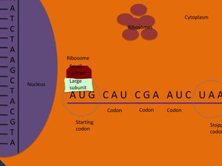 A
A
T
C
T
A
A
G
C
T
A
C
G
T
A

Cytoplasm

Ribosomes

Nucleus

Ribosome
Small
subunit
Large
subunit

AUG CAU CGA AUC UAA
Codon
Starting
codon

Codon

Codon

Stopp
codon

 