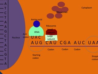 A
A
T
C
T
A
A
G
C
T
A
C
G
T
A

Cytoplasm

Ribosomes
Amino acid

Nucleus

Anti
codon

tRNA

UAC

Ribosome
Small
subunit
Large
subunit

AUG CAU CGA AUC UAA
Codon

Starting
codon

Codon

Codon

Stoppi
codon

 