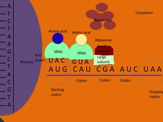 A
A
T
C
T
A
A
G
C
T
A
C
G
T
A

Cytoplasm

Ribosomes
Amino acid

Anti
Nucleus codon

tRNA

UAC

Amino acid

tRNA

GUA

Ribosome
Small
subunit
Large
subunit

AUG CAU CGA AUC UAA
Codon

Starting
codon

Codon

Codon

Stopping
codon

 